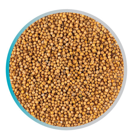 Mustard Seed