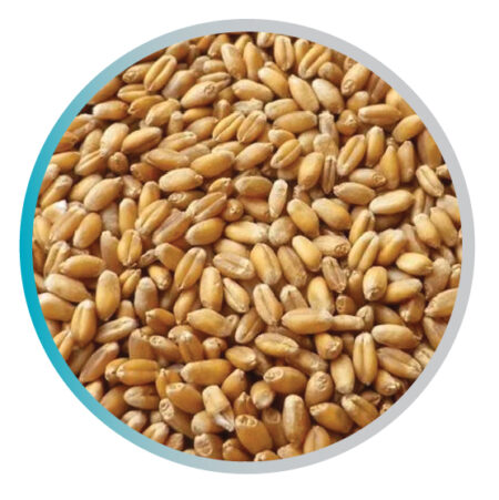 Wheat